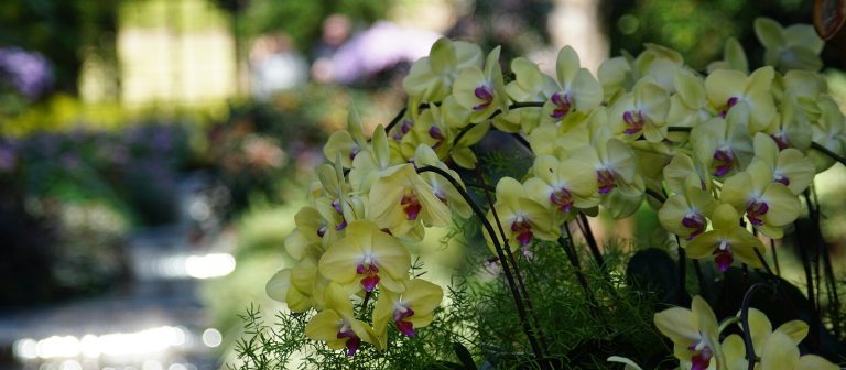 Dozens of Phalaenopsis orchids in front of a blurred backdrop.