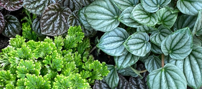 Assortment of houseplants, including ferns and peperomia