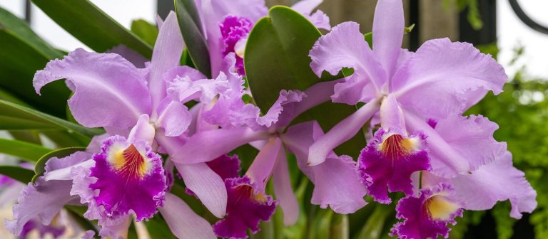 A close up photo of purple cattleya orchids. 