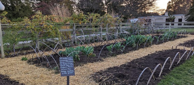 A vegetable garden in the late fall.