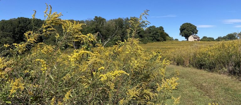 A vista of a Meadow Garden containing an old farmhouse with a field of goldenrod.