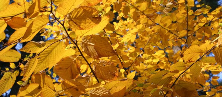 Yellow ginko leaves on a tree in the fall season.