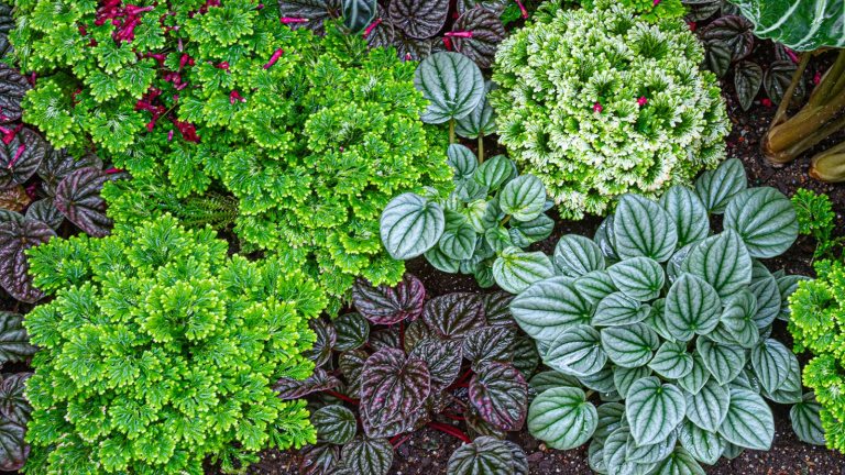 A variety of indoor plants in a garden with green and purple leaves.