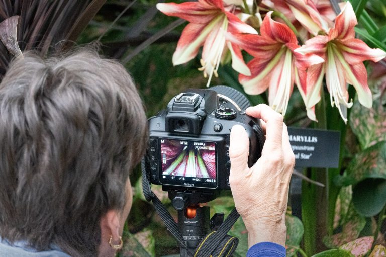 A person holding a camera taking a close shot of white and orange flowers.