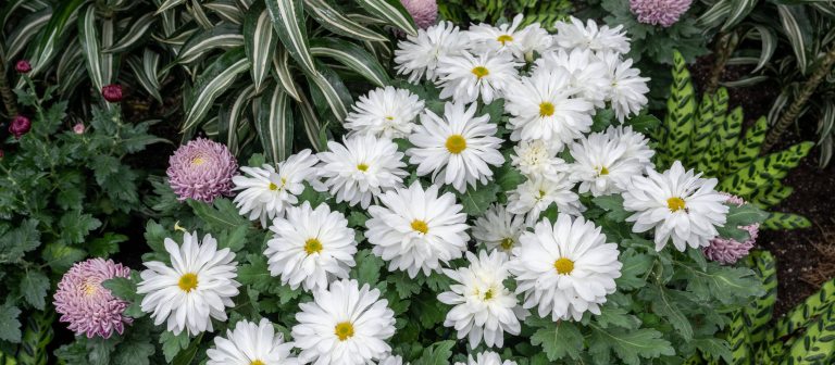 Closeup of small white semi-double chrysanthemums amid variegated foliage.