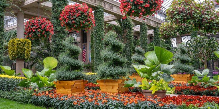 Large indoor Orangery filled with hanging baskets of red begonias, beds of orange and yellow chrysanthemums, large spiral mum topiaries in wooden containers, stone columns covered in vines and one with yellow mums, clay containers of large palm leaves, 2 flags (one of the United States) in background, all bathed in natural light beneath large glass windows.