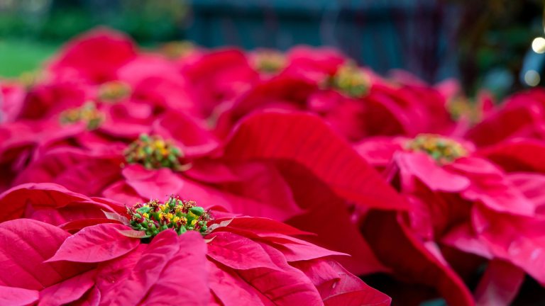 Closeup of red poinsettias with central floral structures in bright green, red, and yellow.