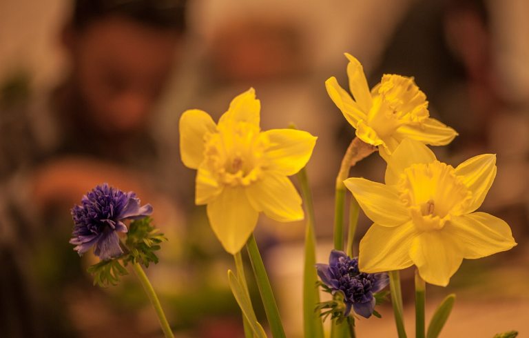 Three yellow daffodils in the foreground with a blurry background.