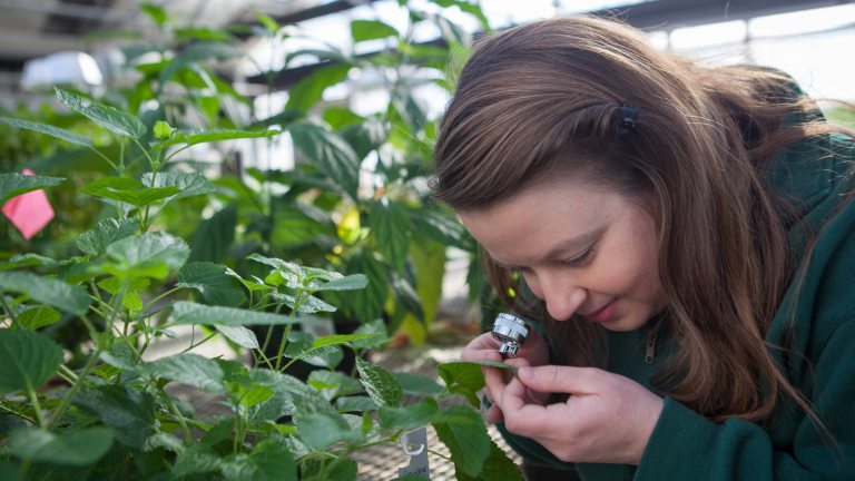 A plant scientist peers closely at a green leaf through a hand lens.