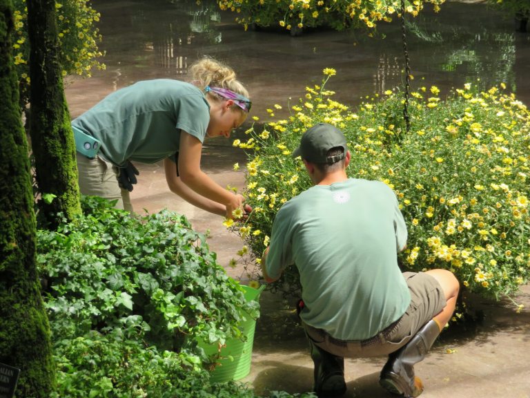 Two people in green shirts pruning flowers. 