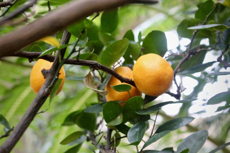 Three oranges growing on a tree.