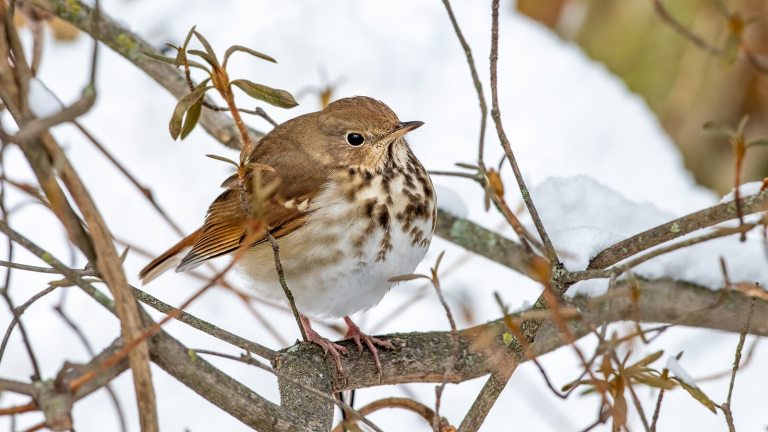 A white and brown bird on a branch in a winter landscape.
