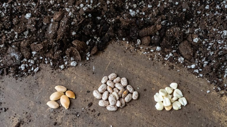 Three small piles of seeds on a brown table.