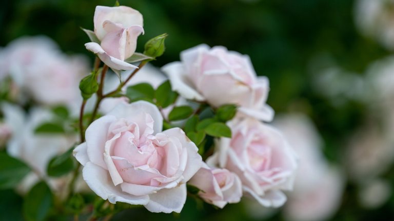 A rose bush in bloom with light pink roses.