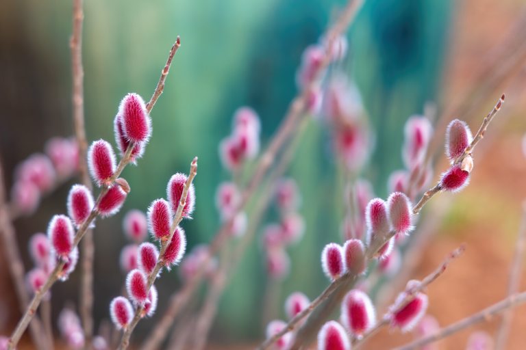 A close up image of buds on a pussy willow plant.