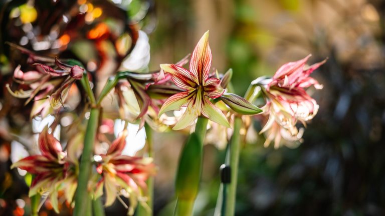 A close up of amaryllis plants which contain pale yellow and red leaves.