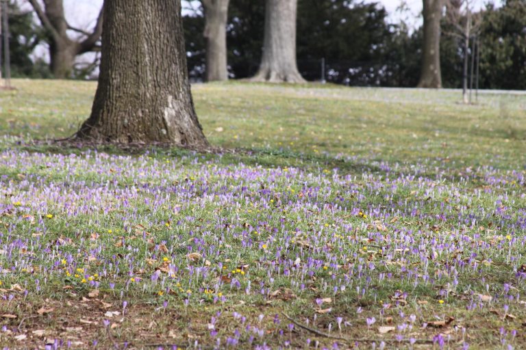 A large are of grass with purple crocuses beginning to bloom throughout.