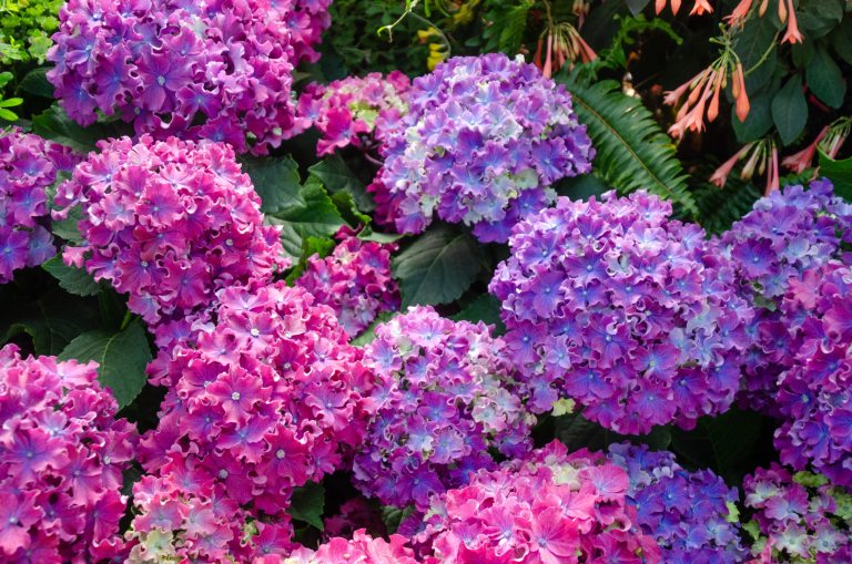 Hydrangeas in pinks and purples blooming on a shrub.