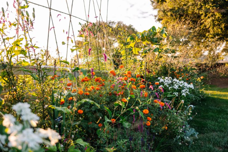 A garden bed with herbs and flowers blooming.