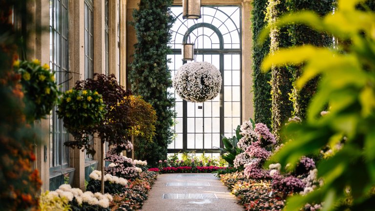 A white chrysanthemum basket hangs in front of an arched conservatory window, above an indoor walkway lined with pink and white spiral chrysanthemum forms and other plantings.