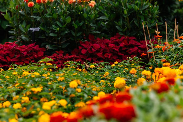 A flower garden in warm shades of reds, yellow, and orange. 