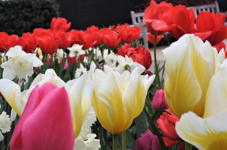 Yellow, red and pink tulips growing in a garden bed.