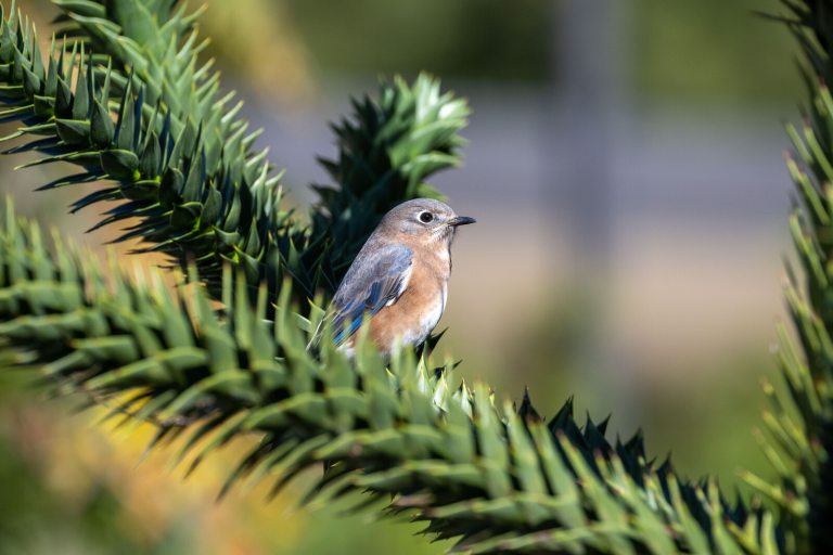 A Eastern Bluebird perched on an evergreen branch.