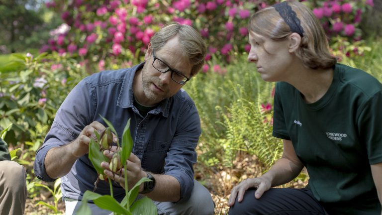 Two researchers look closely at a flowering orchid in a field setting.