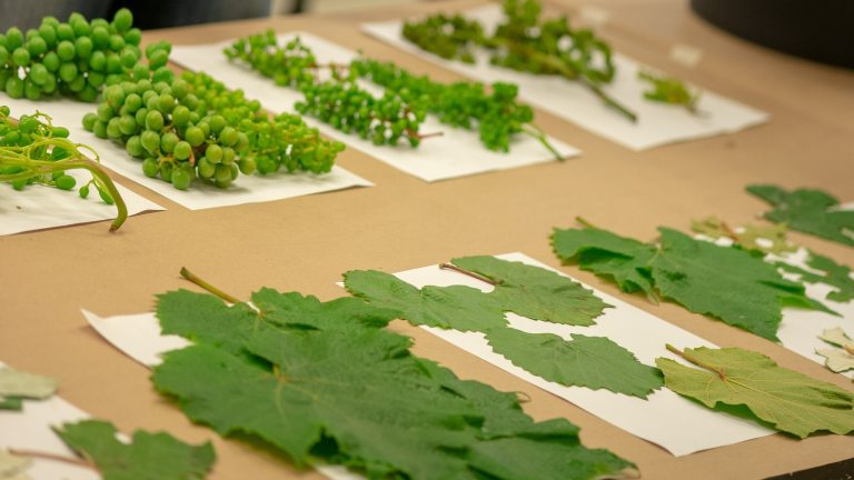 A variety of green leaves, grouped and arranged on white paper. 