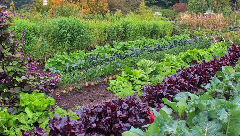 Rows of green and purple cruciferous vegetables grow in garden rows