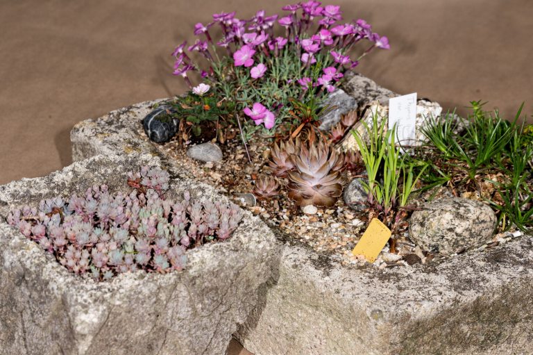 Three stone squares filled with small plants. 