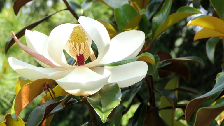 The white flowering bloom on a magnolia tree in summer.