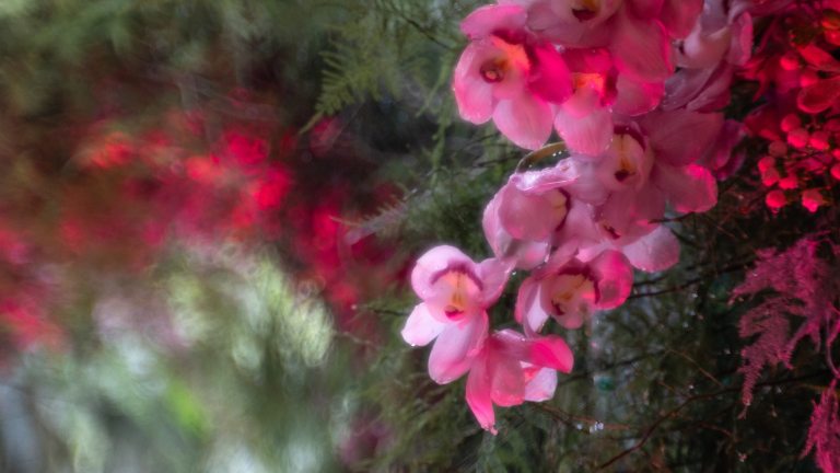 Closeup of cascading pink blossoms in right foreground, with floral arch in left background.