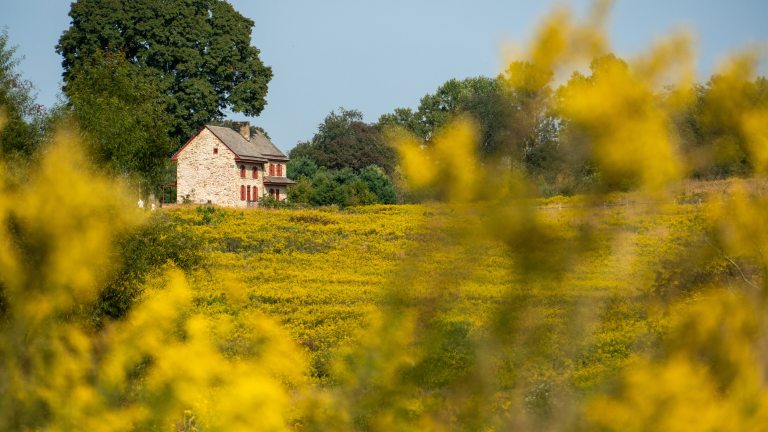 An old stone farmhouse with red shutters sits in the left background, fronted by yellow meadow flowers and foliage.