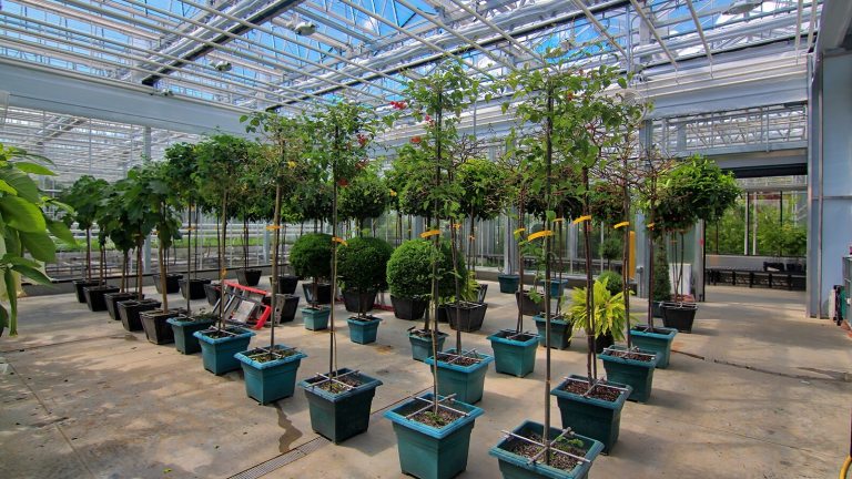 Plants and tree lined up in an indoor glass nursery.