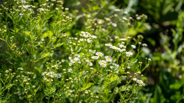 Edible plants growing in a garden bed.