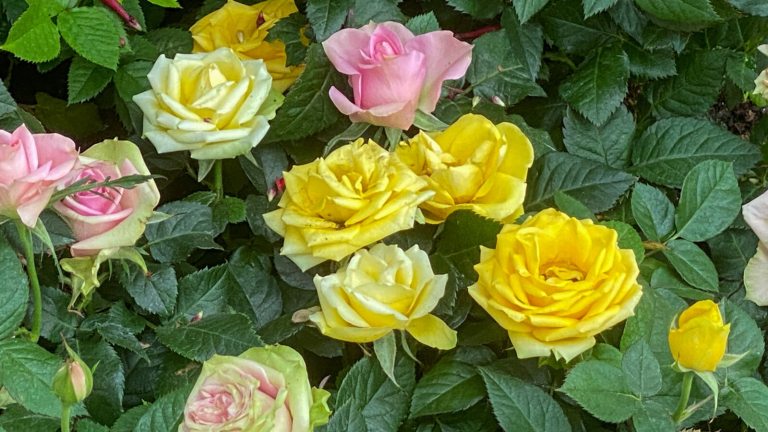 Pink and yellow roses blooming on a bush.