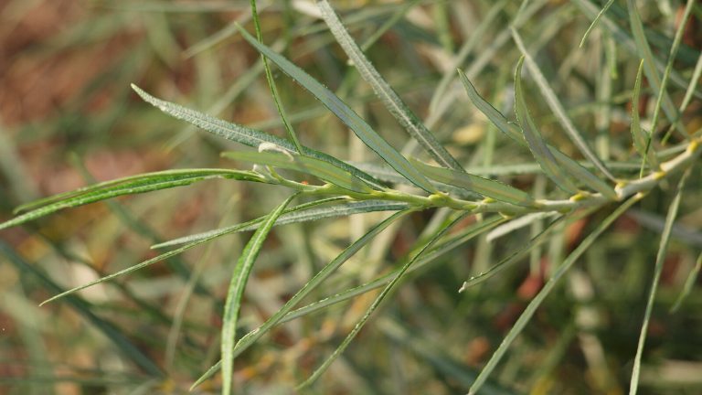 A close up of a rosemary stem.