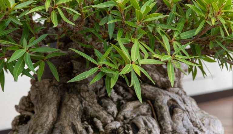 A close up of a ficus bonsai tree with knotty roots and green leaves.