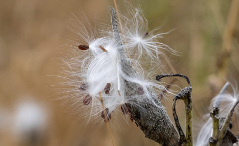 A brown seed pod with white cotton material coming out of the top and seeds at the head of the pod.