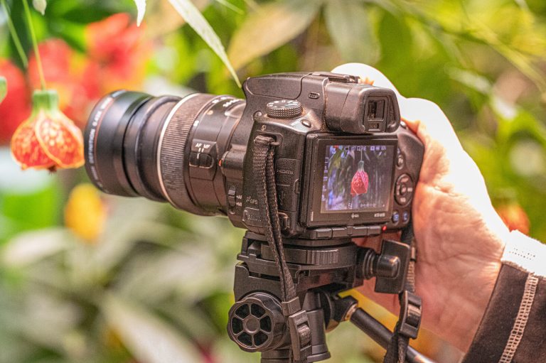 A camera on a tripod pointed at flowers. 