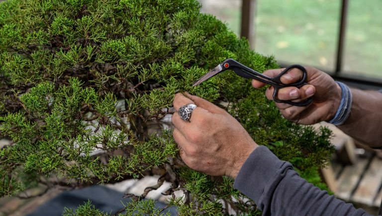Two hand, one holding pruning scissors prepping to cut a bonsai. 