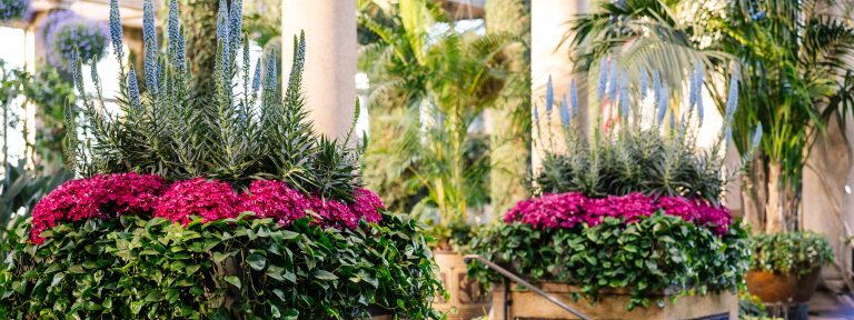 Large block planters of pink and blue blooms with plentiful green foliage border each side of a staircase filled with more planters, against an indoor backdrop of tall vine-covered columns and hanging baskets of purple flowers.