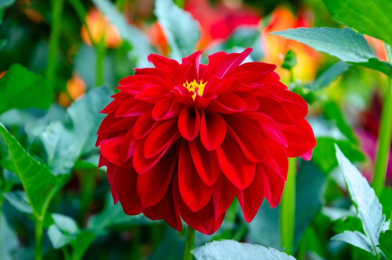 A bright red dahlia blooming in a garden bed.