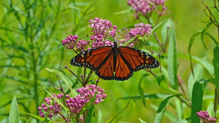 Closeup of an orange and black butterfly with wings outspread, resting on a meadow plant with umbels of mostly yet-to-open pink buds.