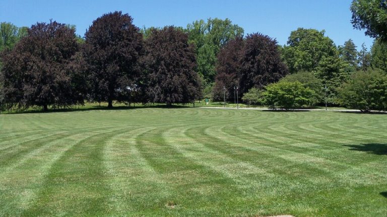 A wide green grass area with a bank of large trees in the background.