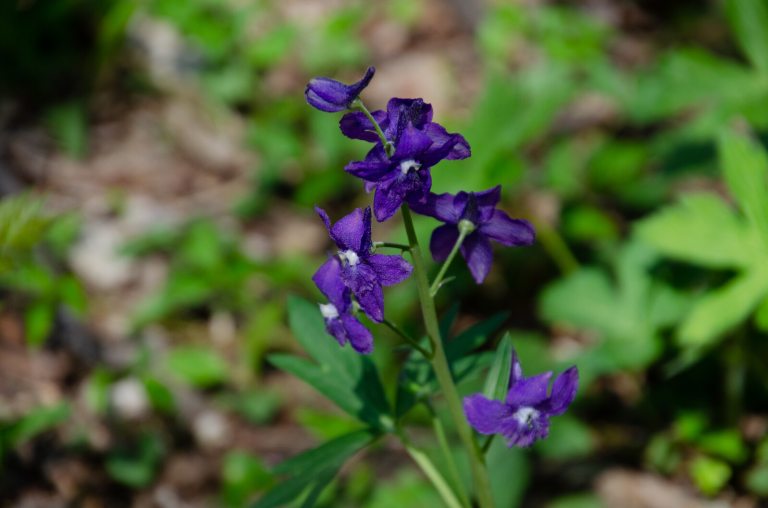 Larkspur, a purple flower bloom with long stem growing in a garden.