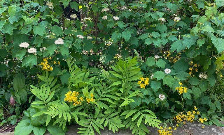 A variety of green leafy plants in a garden bed.