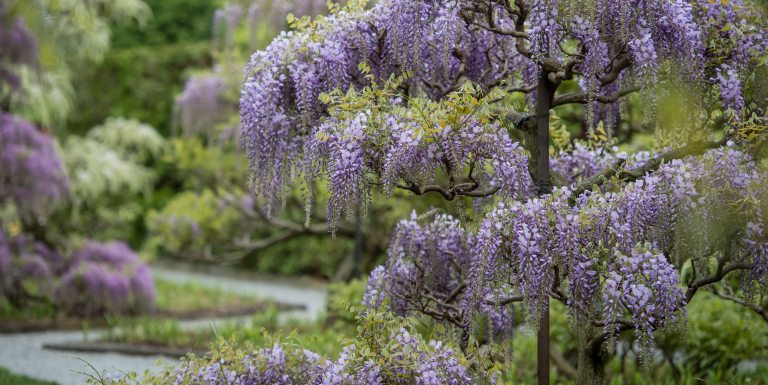 Lavender-colored blossoms cascade from the gnarled branches of trained wisteria at front right, while a path winds from left foreground to background through a wisteria garden of purple and white blossoms.