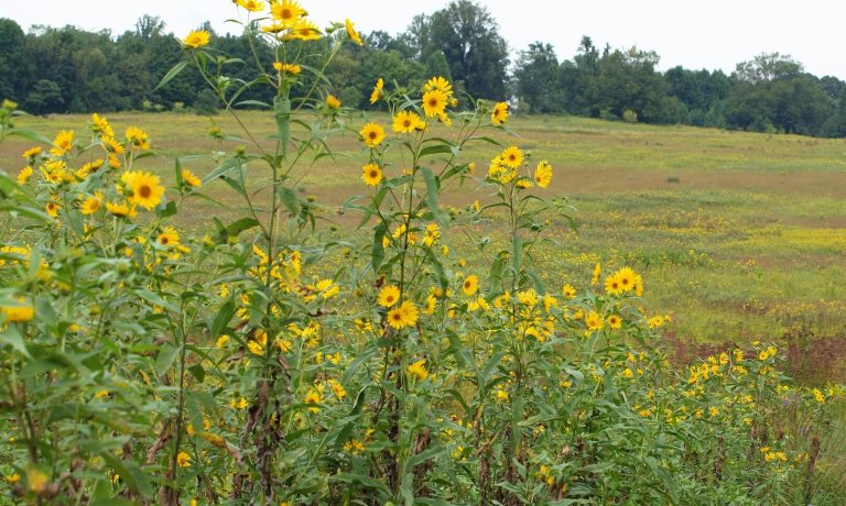 A meadow garden in summer with bright yellow flowers blooming in the foreground.